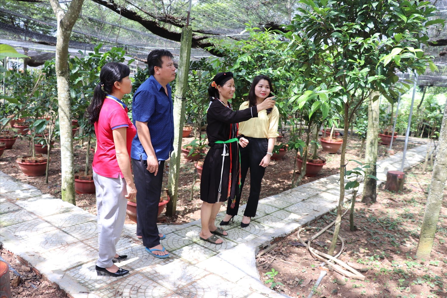 Mô hình trồng cây trà hoa vàng của gia đình chị Lưu Thị Tám ở huyện Tam Đảo, Vĩnh Phúc mang lại lợi nhuận kinh tế cao.