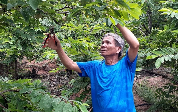Mô hình trồng cây ăn quả tại xã Bồ Lý, Tam Đảo giúp nhiều hộ dân đồng bào DTTS thoát nghèo.