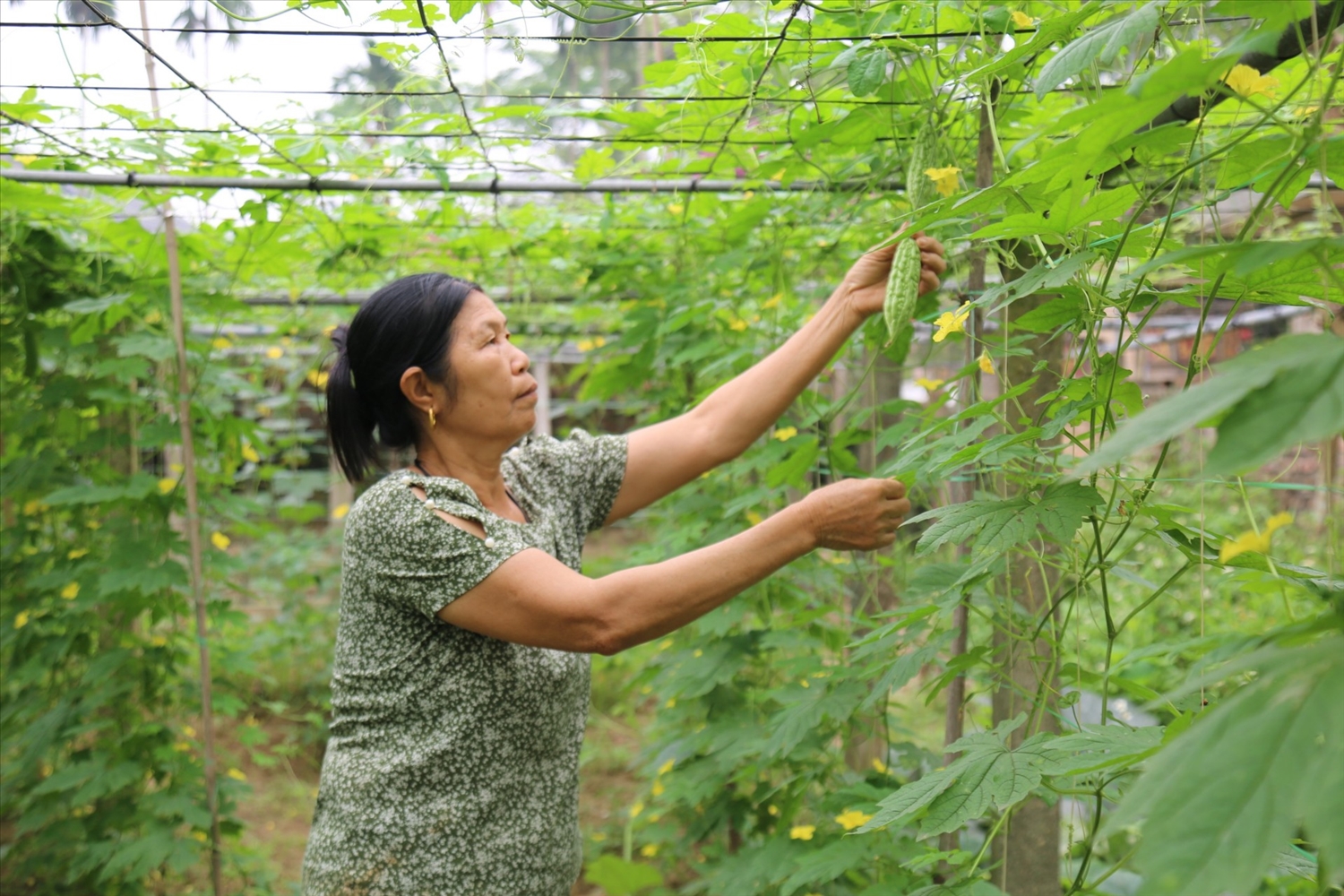 Từ khi tham gia lớp tập huấn về trồng rau an toàn, bà Phạm Thị Hoa, xã Xuân Lôi (Lập Thạch) đã chủ động trồng, chăm sóc vườn rau của gia đình theo quy trình, đem lại thu nhập cao gấp 2 lần so với trồng lúa.