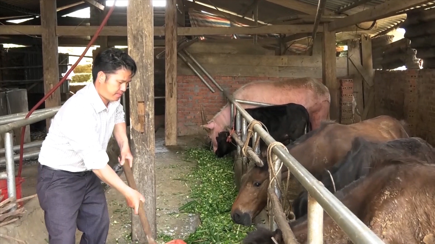 Gia đình anh Giàng A Mua, thôn Khấu Ly, xã Bản công huyện Trạm tấu đang chăm sóc đàn trâu bò của gia đình đang nuôi nhốt