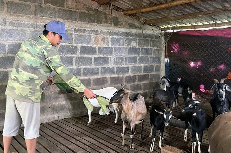 Trung bình mỗi năm, gia đình anh Linh bán ra thị trường từ 20-25 con dê, cho thu nhập từ 65-70 triệu đồng.