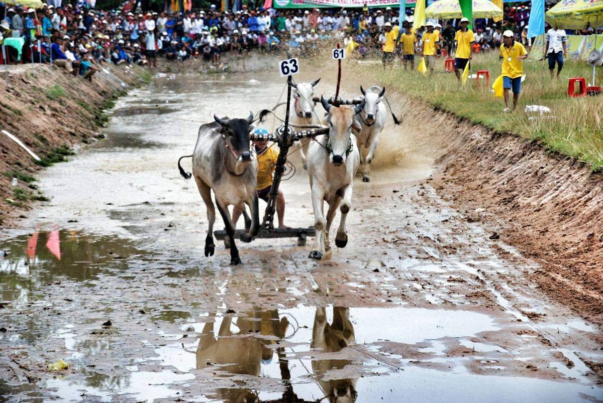 Hình ảnh về hội đua bò Bảy Núi tại tỉnh An Giang 