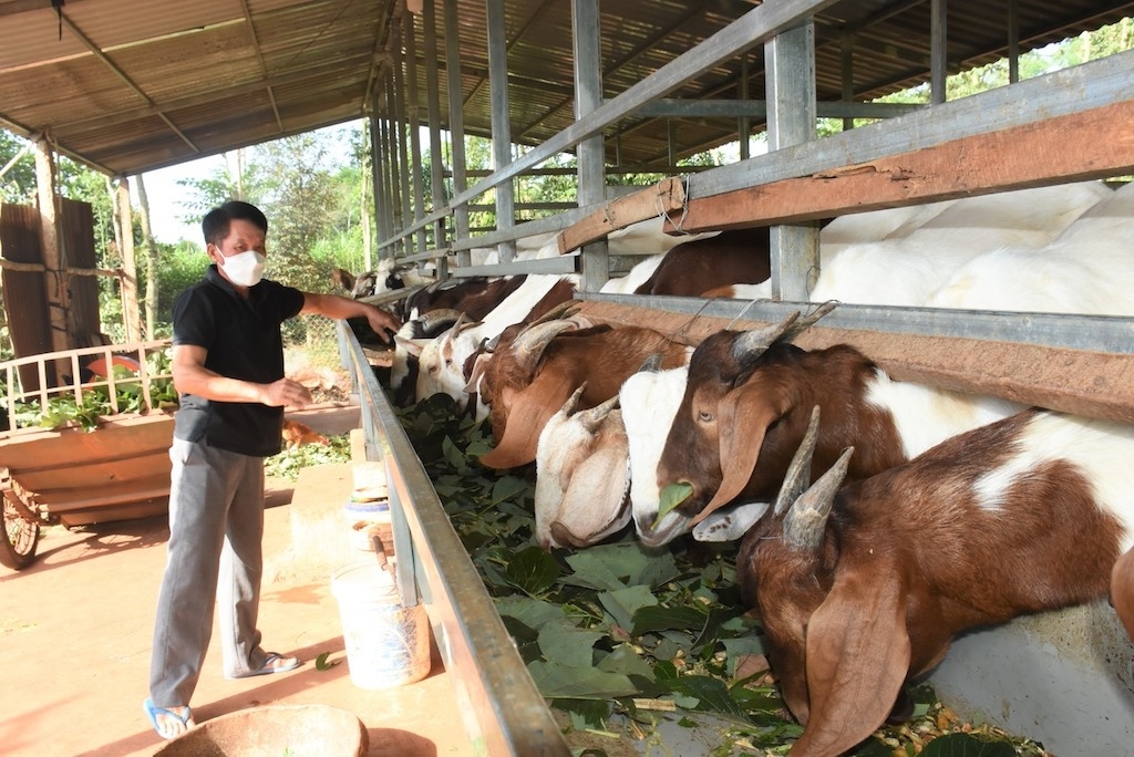 Các HTX hỗ trợ người dân con giống, kỹ thuật chăn nuôi để phát triển sản xuất.