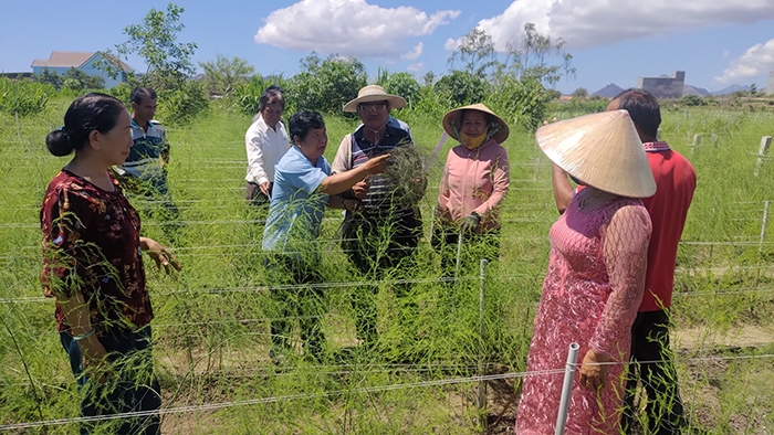 Nhiều bà con đồng bào DTTS ở Ninh Thuận mở rộng diện tích trồng măng tây để thoát nghèo.