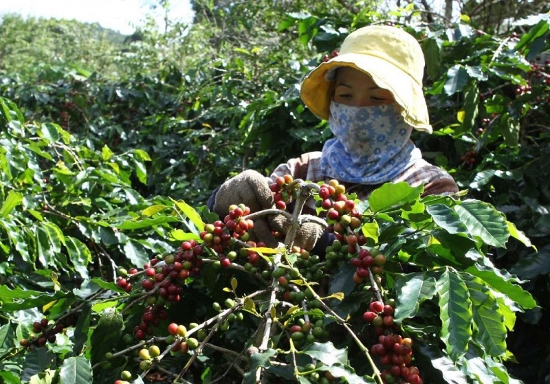Cây cà phê trở thành một trong những hướng thoát nghèo của đồng bào DTTS ở Quảng Trị