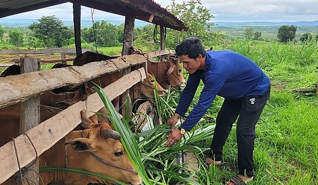 Người dân vùng đồng bào DTTS ở Gia Lai được hỗ trợ bò sinh sản để phát triển kinh tế hộ gia đình.