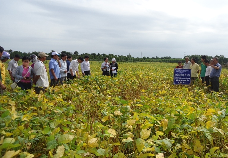 Nhiều hộ dân đồng bào DTTS huyện Cư Jút liên kết với Công ty Vinasoy để trồng đậu nành