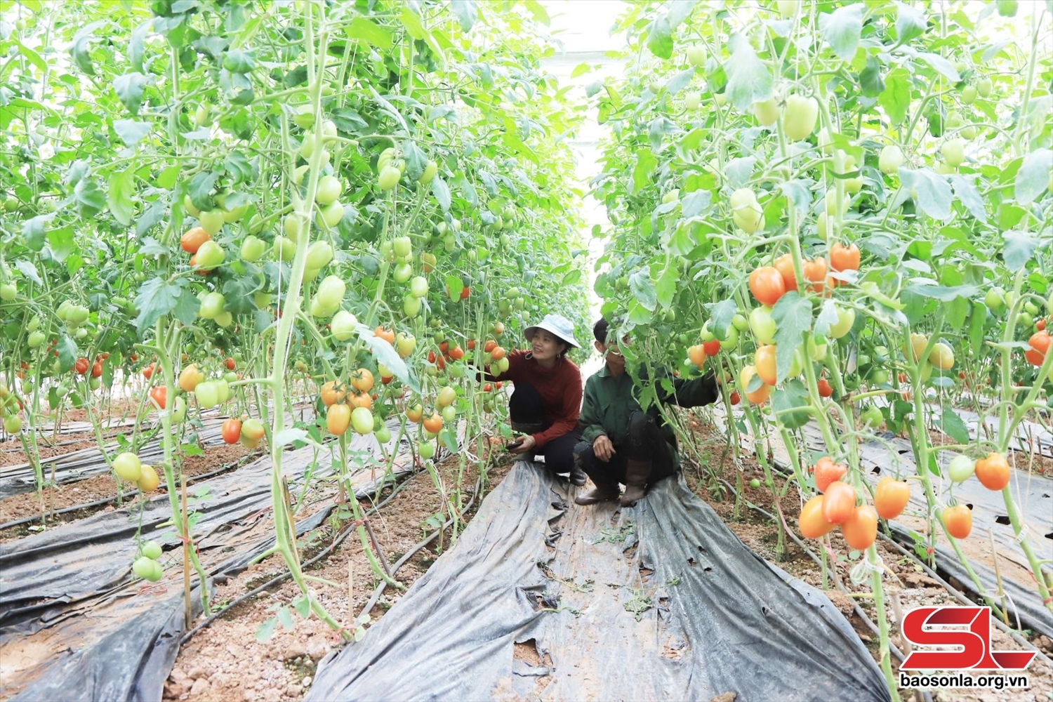 Mô hình trồng cà chua trong nhà lưới của HTX rau an toàn An Tâm.