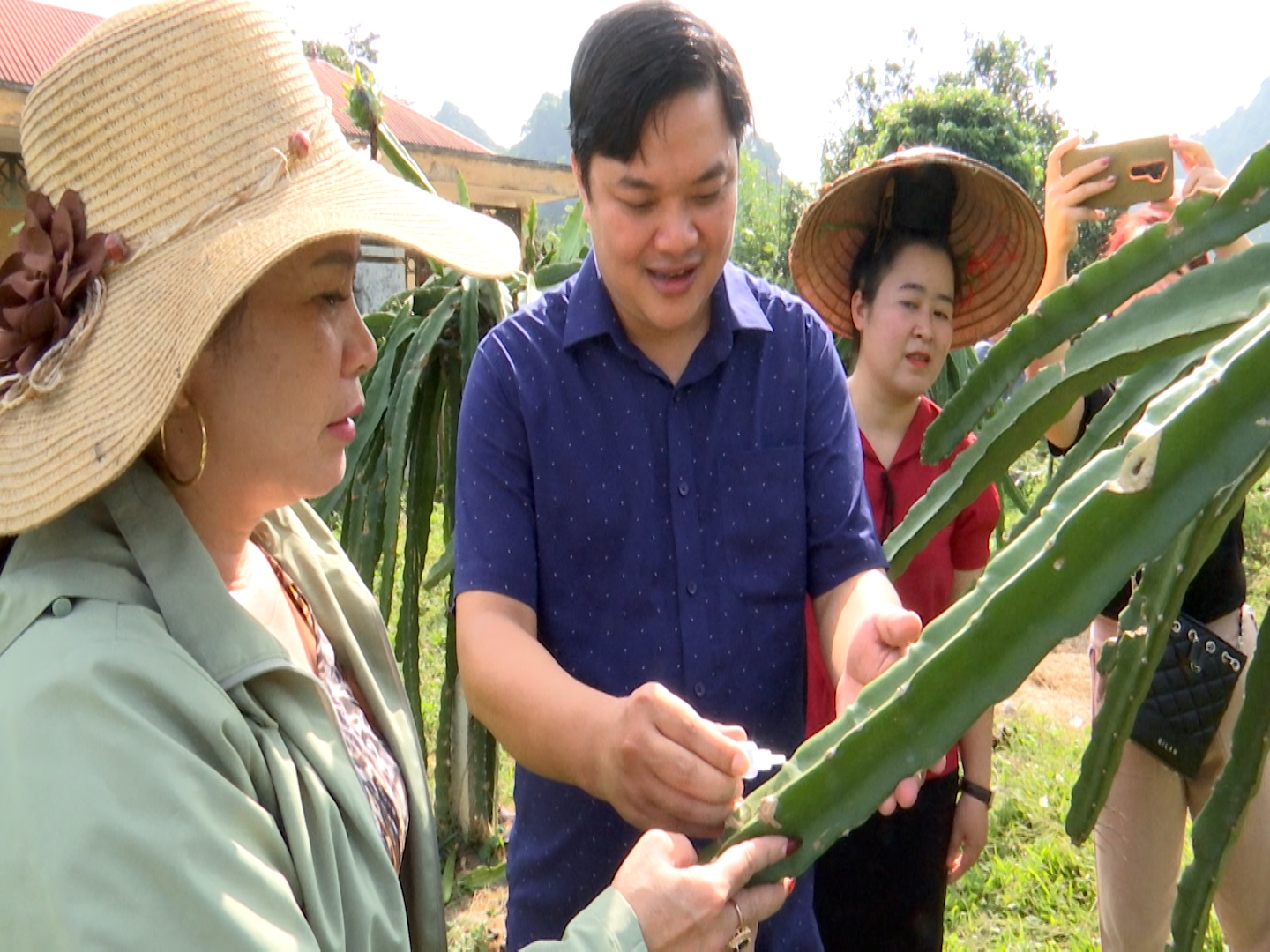 Nhờ trồng thanh long ruột đỏ theo hướng liên kết chuỗi giá trị đã mang lại thu nhập cao cho người dân huyện Thuận Châu (Sơn La). 