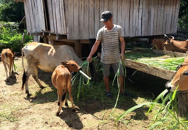 Người dân đồng bào DTTS ở Phú Yên vay vốn tín dụng chính sách ưu đãi để mua bò sinh sản phát triển kinh tế.