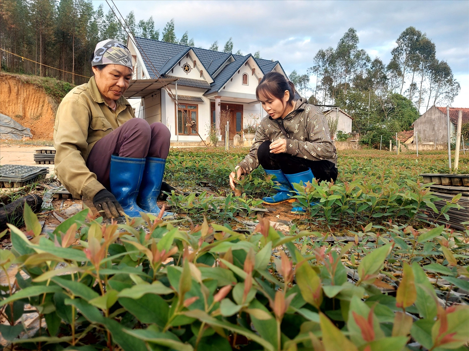 Người dân huyện vùng cao Sơn Động tích cực sản xuất, phát triển kinh tế, giảm nghèo bền vững.