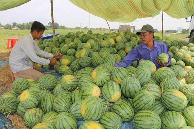Nông dân ở Trà Vinh được các HTX hỗ trợ giống, kỹ thuật chăm sóc cây trồng, vật nuôi và bao thu sản phẩm.