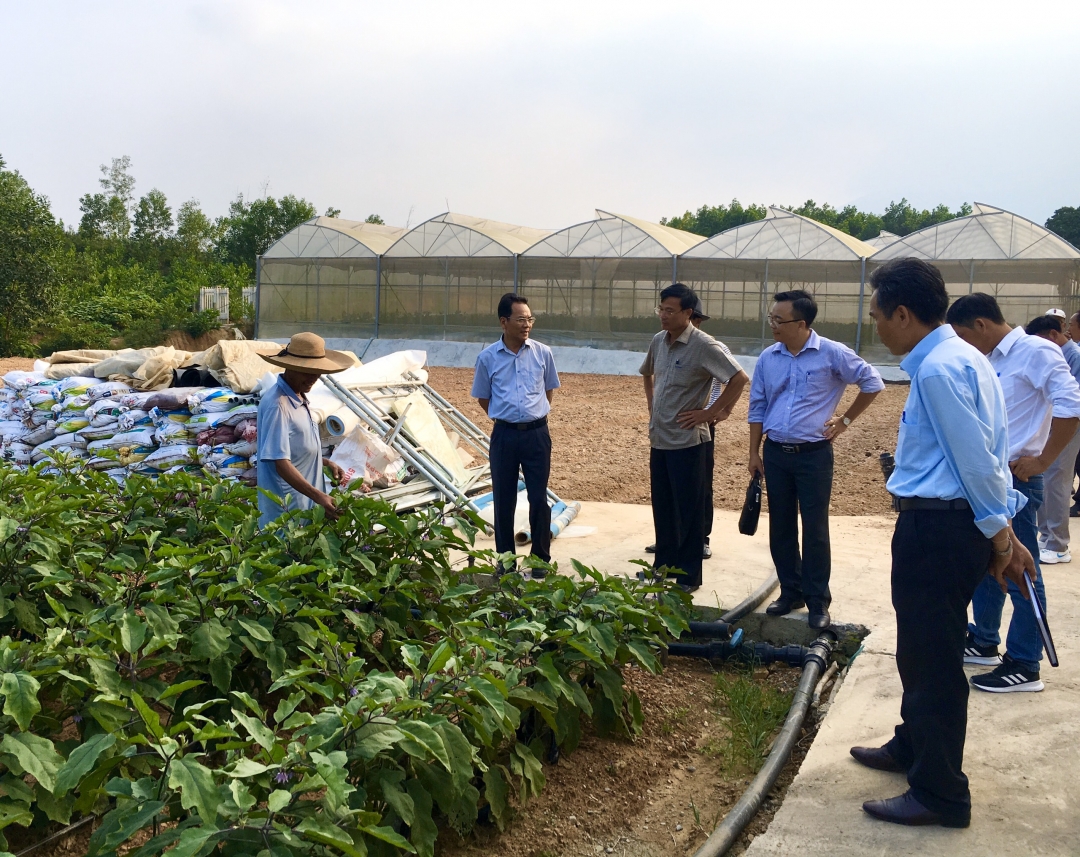 Liên minh HTX tỉnh Đắk Lắk tích cực tư vấn, hỗ trợ các HTX sản xuất nông nghiệp trên địa bàn tỉnh.