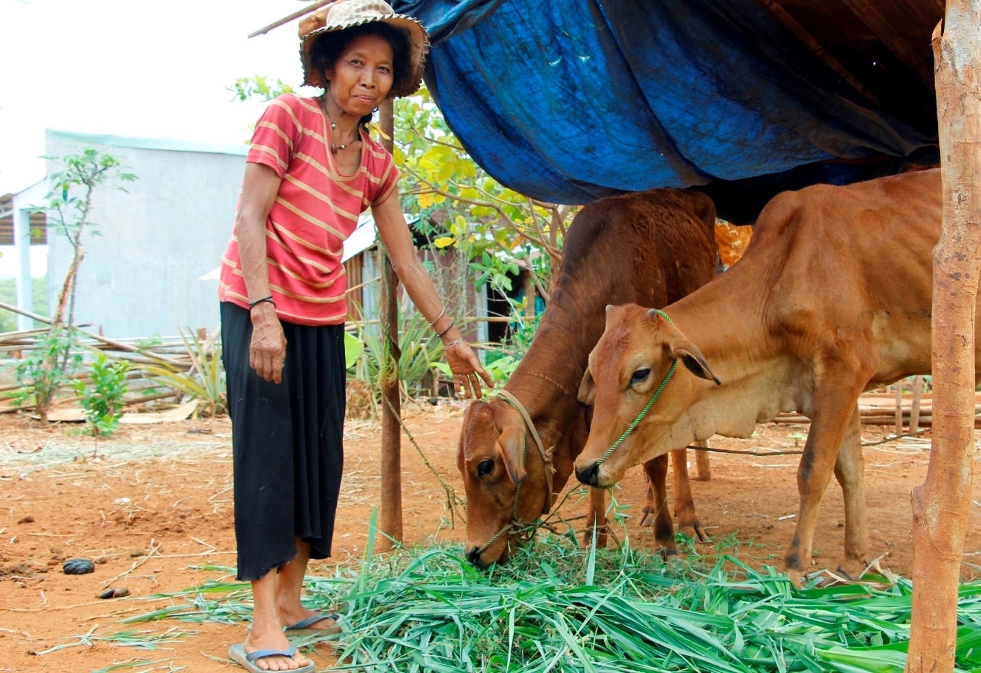 Người dân đồng bào DTTS ở huyện Bù Gia Mập (tỉnh Bình Phước) được hỗ trợ bò để phát triển kinh tế, thoát nghèo bền vững.