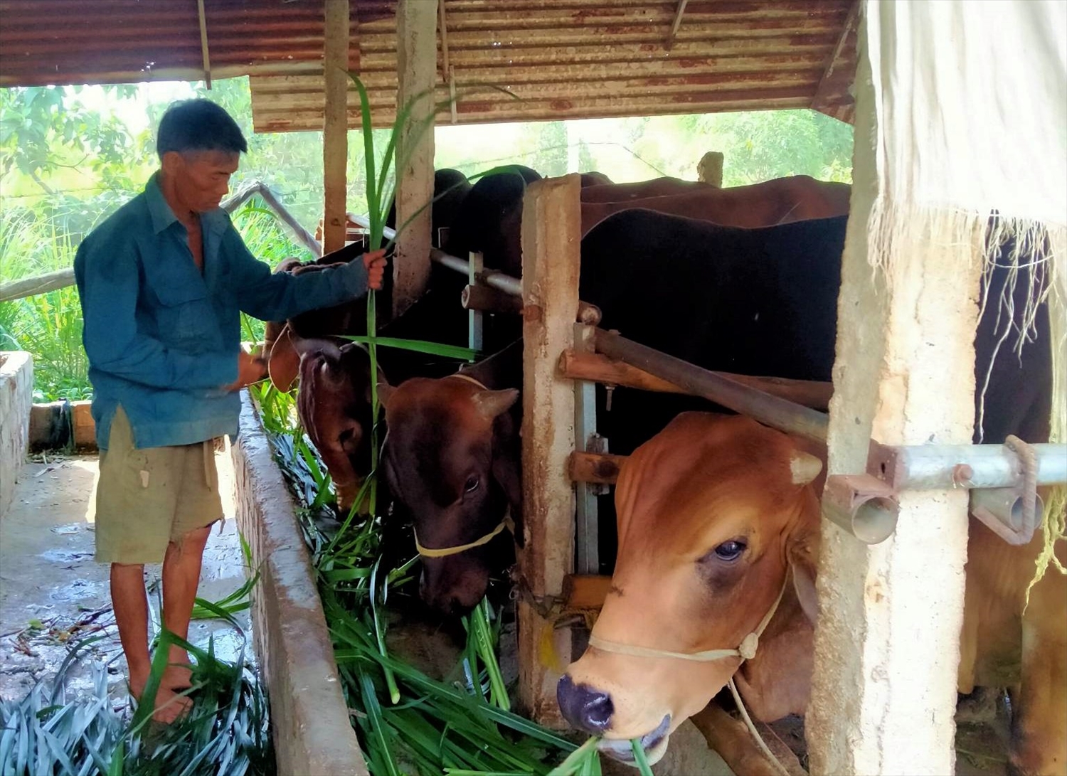 Gia đình ông Phan Quốc Khánh ở thôn 1, xã Hòa Thành, huyện Krông Bông vay vốn 50 triệu đồng từ Ngân hàng CHSXH huyện về đầu tư chăn nuôi bò, mang lại hiệu quả kinh tế cho gia đình 