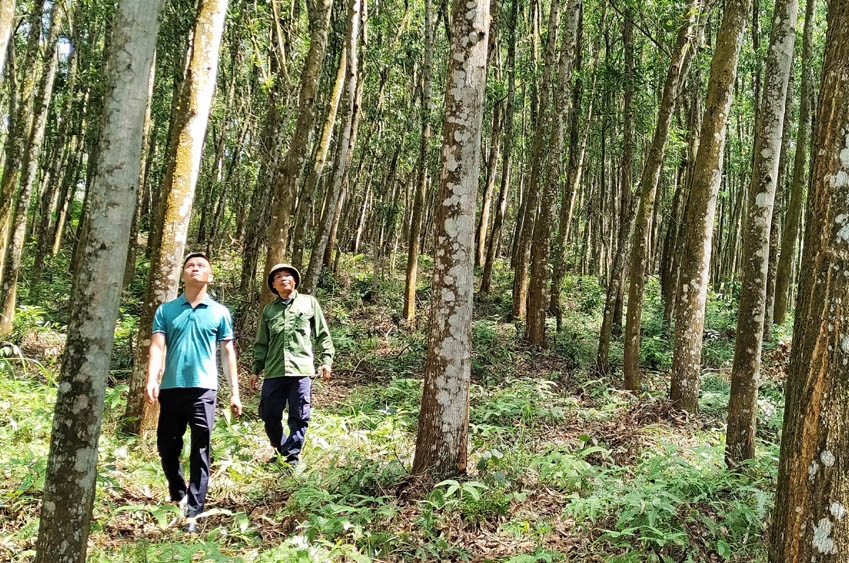 Cánh rừng được công nhận FSC ở Yên Thế