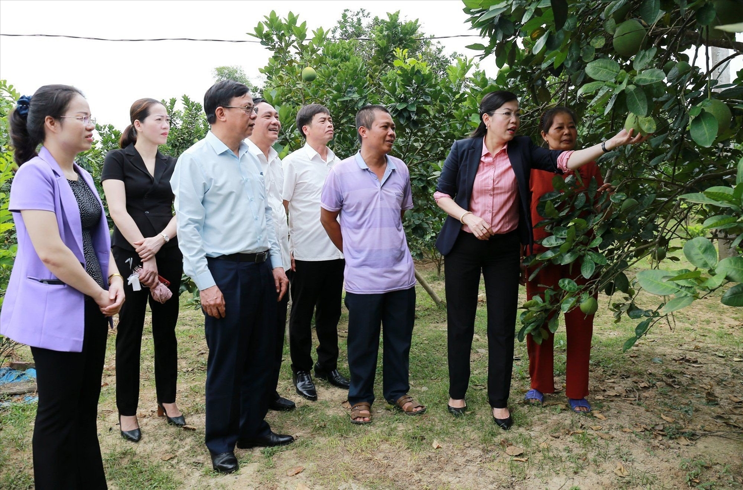 Đồng chí Nguyễn Thanh Hải, Bí thư tỉnh ủy Thái Nguyên và lãnh đạo huyện Võ Nhai thăm mô hình trồng bưởi diễn tại xã Tràng xá, huyện Võ Nhai.