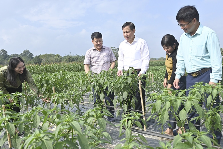 Đồng chí Chủ tịch UBND huyện Nguyễn Tiến Dũng kiểm tra mô hình liên kết trồng ớt tại thôn Ón Cáy, xã Tân Mỹ.