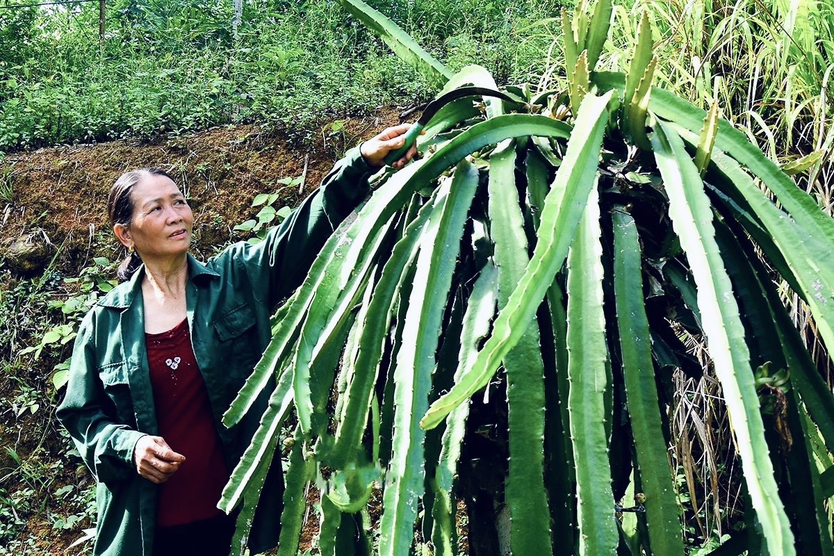 Bà Hứa Thị Xuân - người có uy tín ở thôn Yên Cốc đang chăm sóc cây thanh long. 