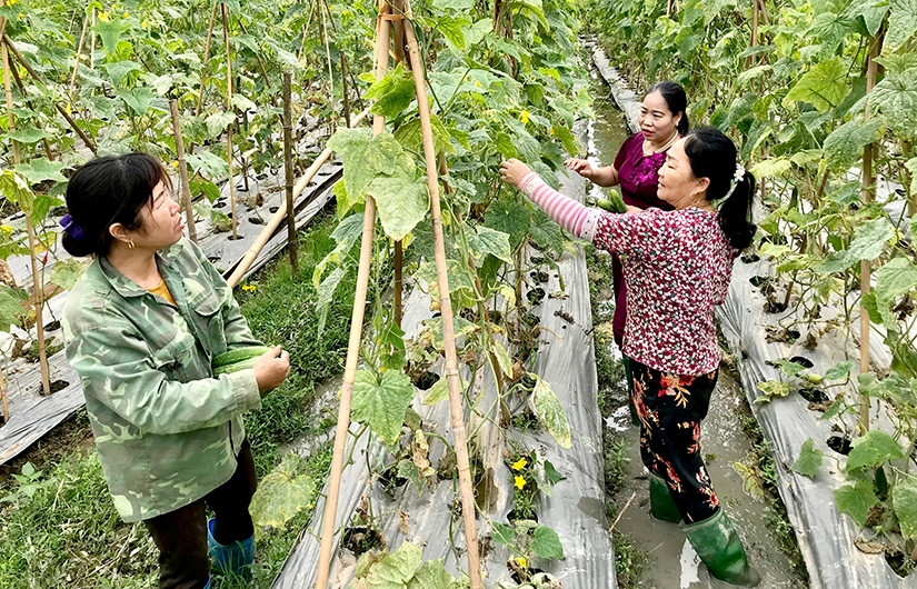 Phụ nữ xã Thiện Kế (Sơn Dương) hướng dẫn hội viên thôn Vạt Chanh trồng dưa chuột thoát nghèo để phát triển kinh tế.