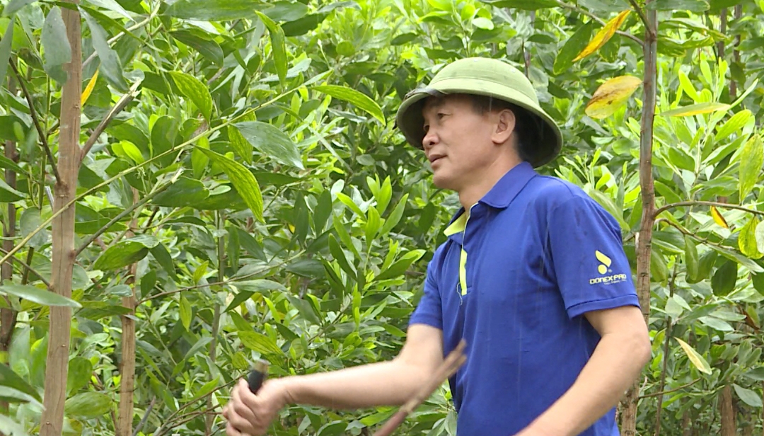 Phát triển kinh tế rừng ở xã Bình Yên.