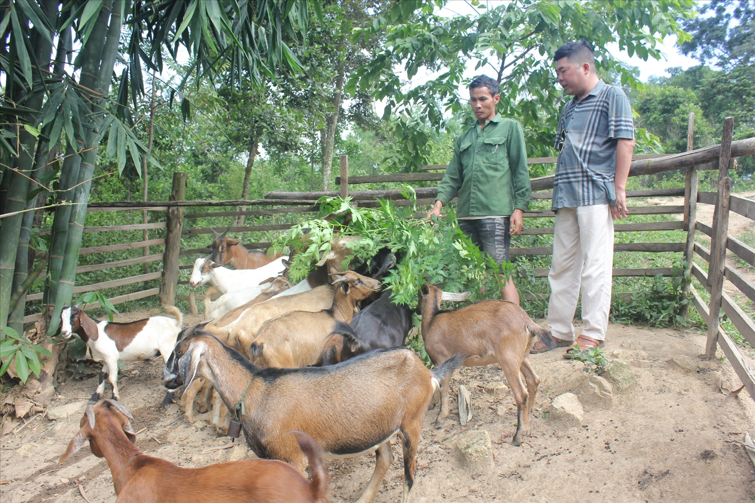 Anh Triệu Văn Hiếu, thôn Bum Kẹn, xã Hùng Lợi (Yên Sơn) phát triển kinh tế từ mô hình chăn nuôi dê.