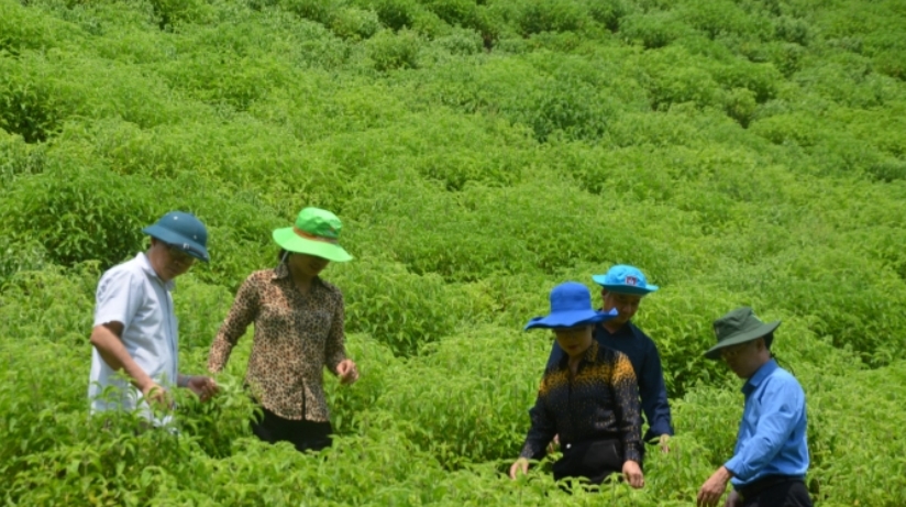 Triển vọng những mô hình trồng trọt mới ở Tuyên Quang