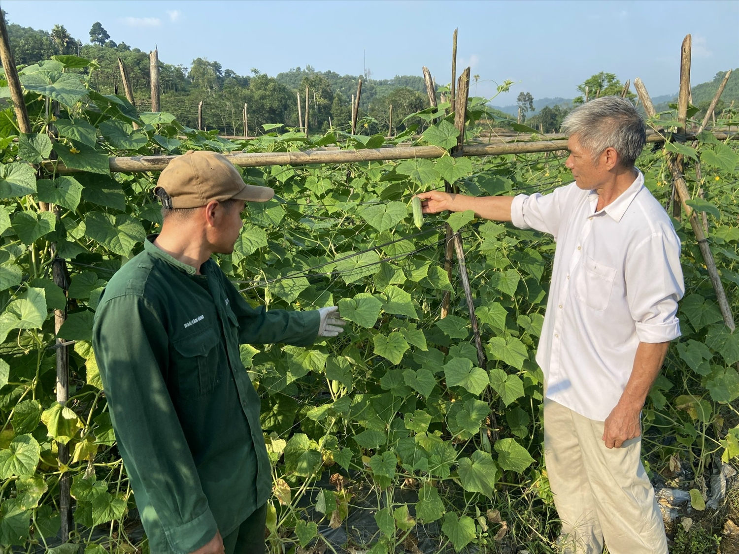 Ông Minh hướng dẫn kỹ thuật trồng, chăm sóc cây dưa vụ 3 cho người dân trong thôn.