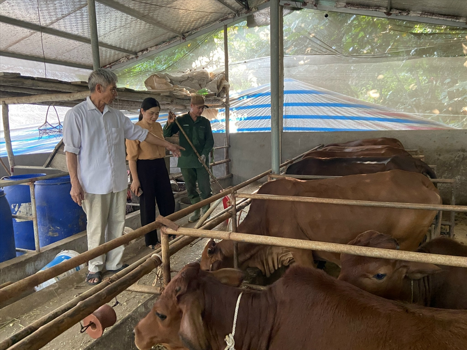 Ông Minh hướng dẫn kỹ thuật chăn nuôi bò nhốt chuồng cho người dân trong thôn
