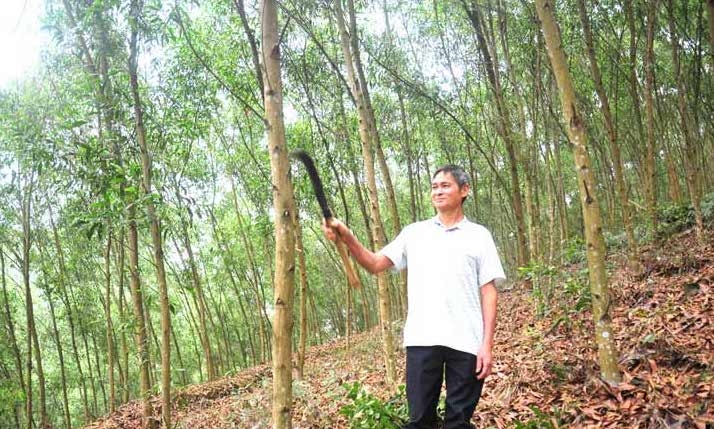 Cánh rừng 5 năm tuổi của gia đình ông Trần Kim Cương, thôn Đông Ninh, xã Đông Thọ (Sơn Dương)