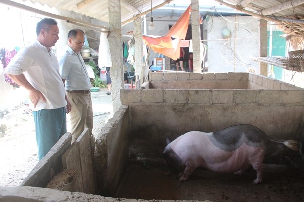 Chương trình 135 hỗ trợ lợn nái sinh sản cho người dân xã Trung Yên, huyện Sơn Dương, tỉnh Tuyên Quang tăng thu nhập. 