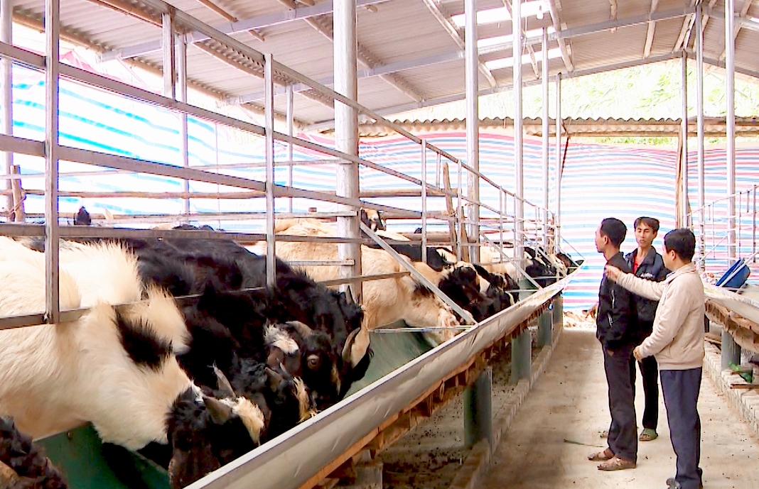 Mô hình nuôi dê của HTX chăn nuôi dê Sơn Dương tại xã Đại Phú. 