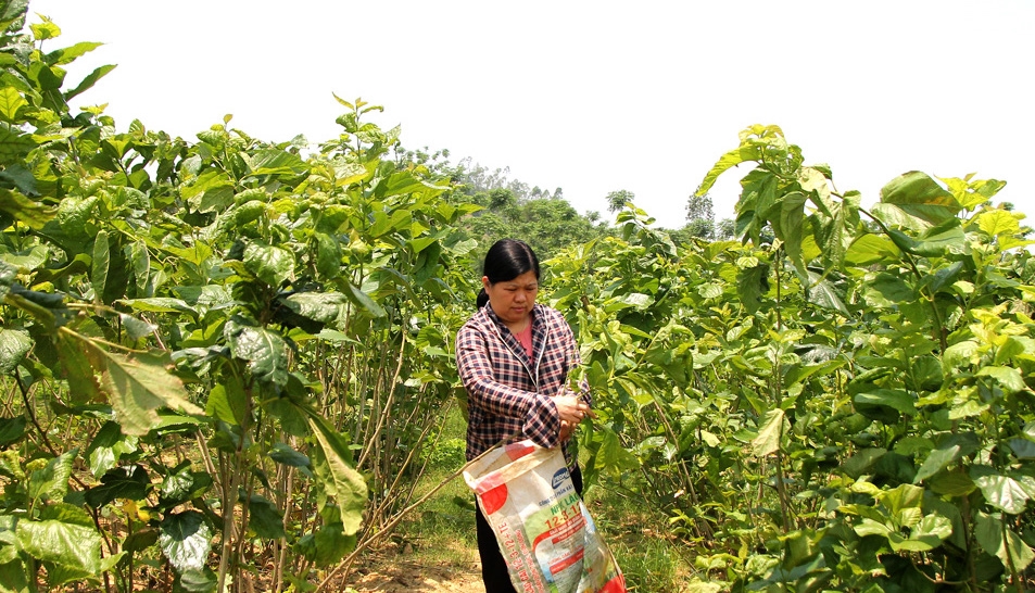 Người dân thôn Khe Thuyền 3, xã Văn Phú (Sơn Dương) trồng dâu nuôi tằm.