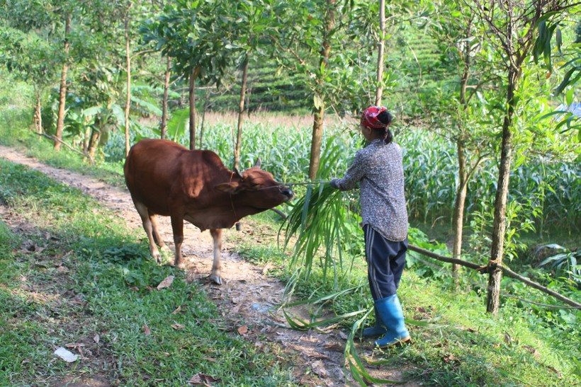 Từ nguồn vốn vay ưu đãi, hàng chục hộ dân xóm Mỏ Chì đã đầu tư nuôi bò, trâu… mở ra cơ hội thoát nghèo