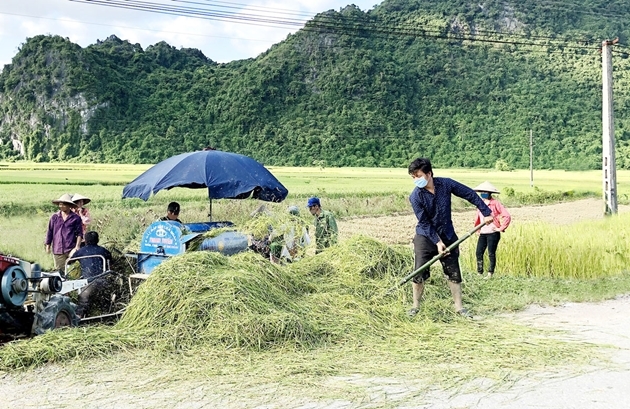 Bà con người dân tộc Mông ở xóm Mỏ Chì thu hoạch lúa xuân trên ruộng hợp tác sản xuất với người dân xóm Tân Sơn, xã Cúc Đường, huyện Võ Nhai. Ảnh: Đức Minh