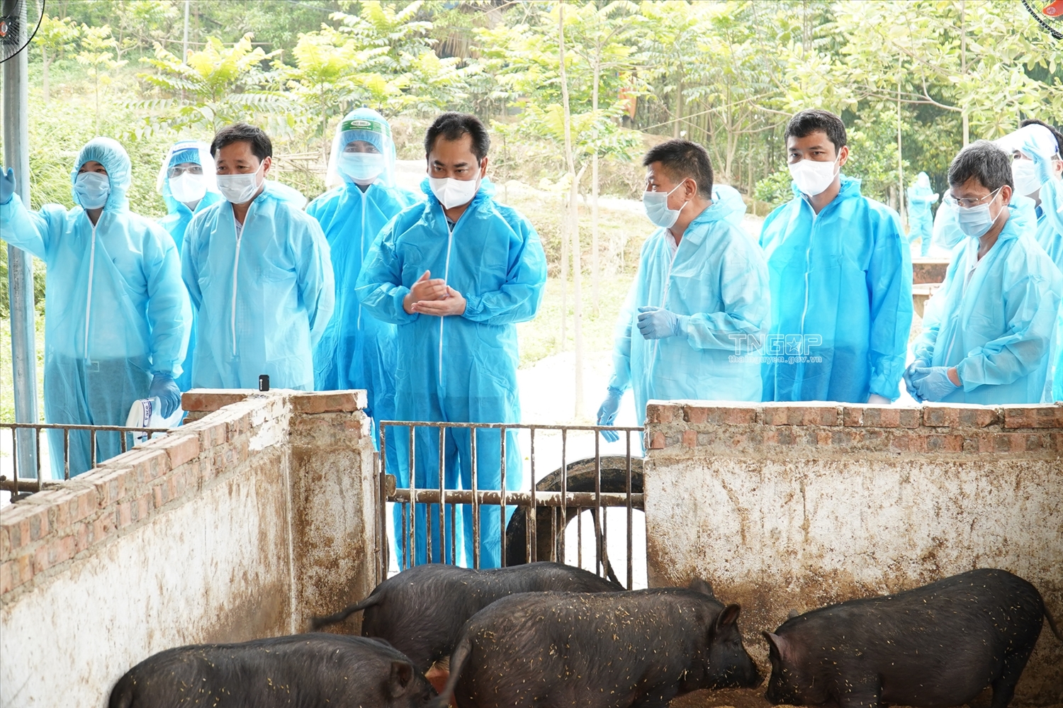 Chủ tịch UBND tỉnh Thái Nguyên Trịnh Việt Hùng kiểm tra mô hình nuôi lợn đen bản địa bằng thức ăn có thành phần tự nhiên bổ sung thêm chè Thái Nguyên