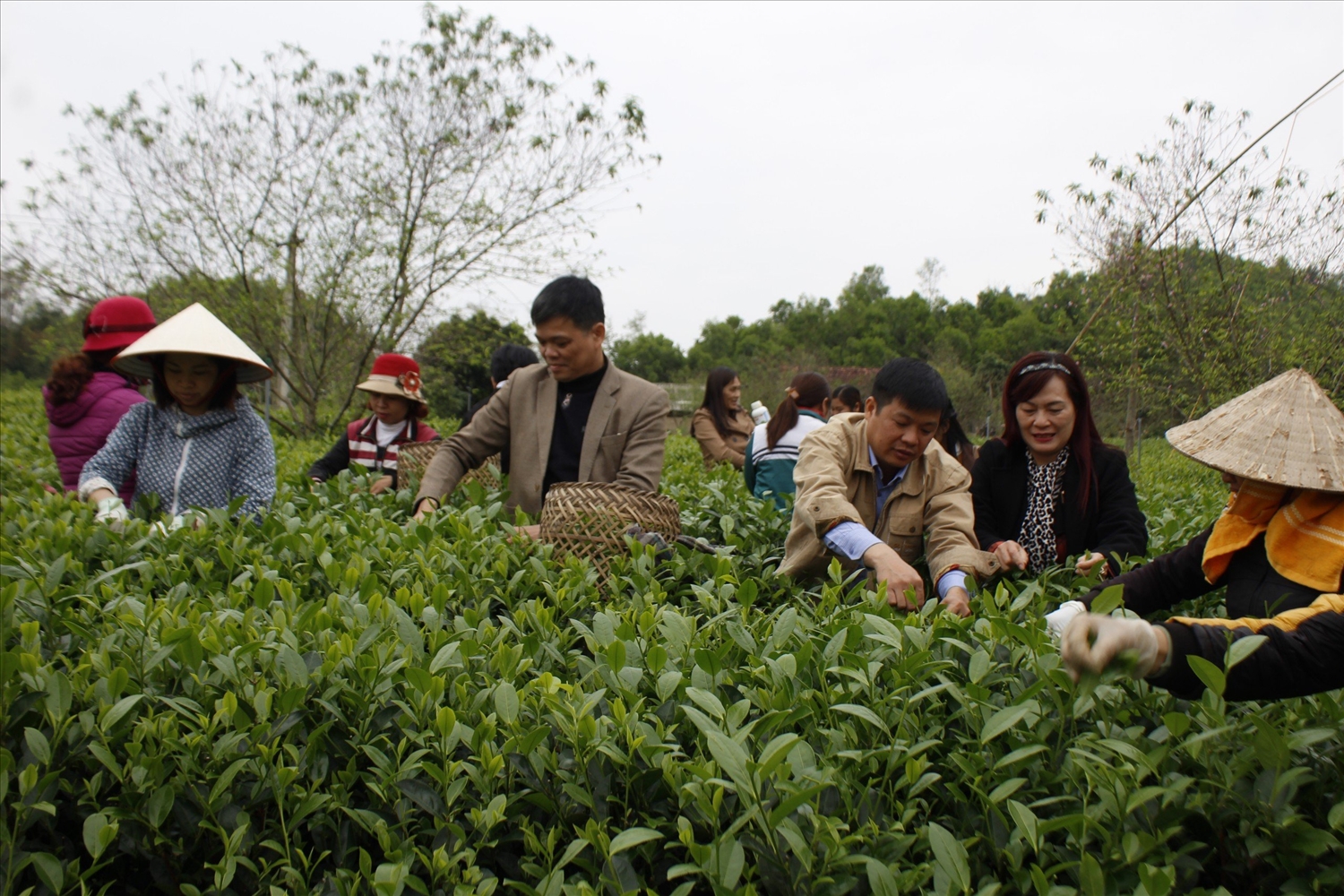Cây chè là một trong những sản phẩm nông nghiệp mang lại giá trị kinh tế cao của huyện Đồng Hỷ 