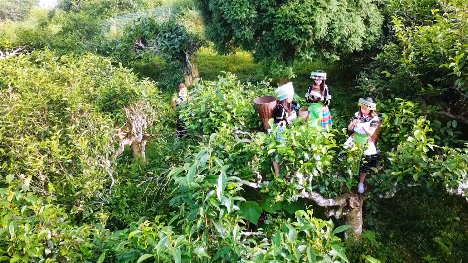 Vùng chè Shan tuyết cổ thụ ở Suối Giàng, huyện Văn Chấn đang được đồng bào Mông ở đây coi như là báu vật được thiên nhiên ban tặng. Từ chè Shan tuyết cổ thụ đã được chế biến thành nhiều sản phẩm chè có chất lượng cao được sản xuất và bán ra thị trường quốc tế.