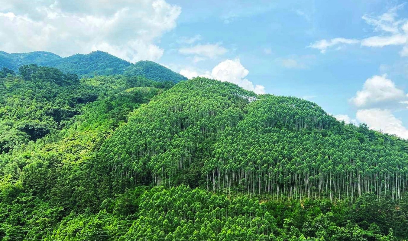 Nguồn thu tín chỉ carbon đến từ rừng của Việt Nam là rất lớn.