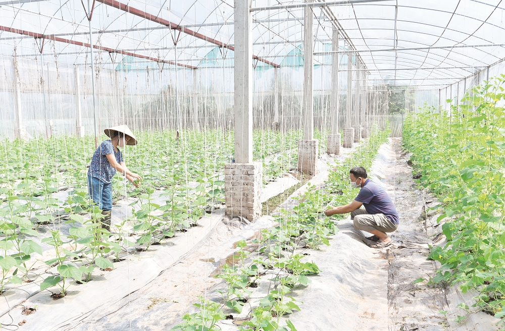 Người dân huyện Khoái Châu ứng dụng công nghệ cao vào phát triển nông nghiệp, nâng cao năng suất.