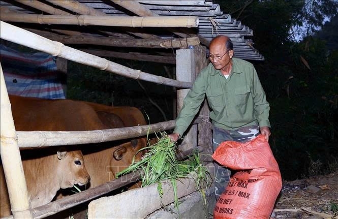 Ông Lường Văn Sáu- Người có uy tín bản Cao Đa 2, xã Phiêng Ban, huyện Bắc Yên (Sơn La) chăm sóc đàn bò của gia đình 