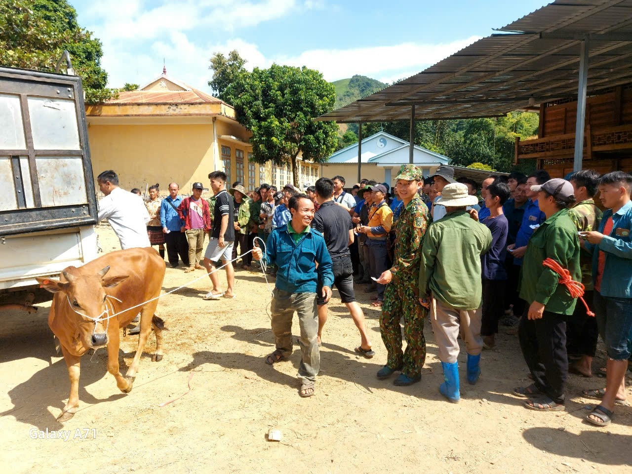 Nhân dân trên địa bàn huyện Bắc Yên (Sơn La) phấn khởi khi được hỗ trợ bò sinh sản để phát triển kinh tế, vươn lên thoát nghèo, ổn định cuộc sống