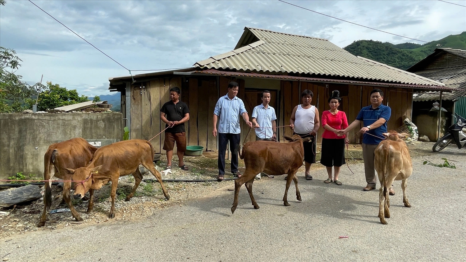 Người dân trên địa bàn huyện Thuận Châu được hỗ trợ bò sinh sản để phát triển kinh tế, giúp thoát nghèo, ổn định cuộc sống