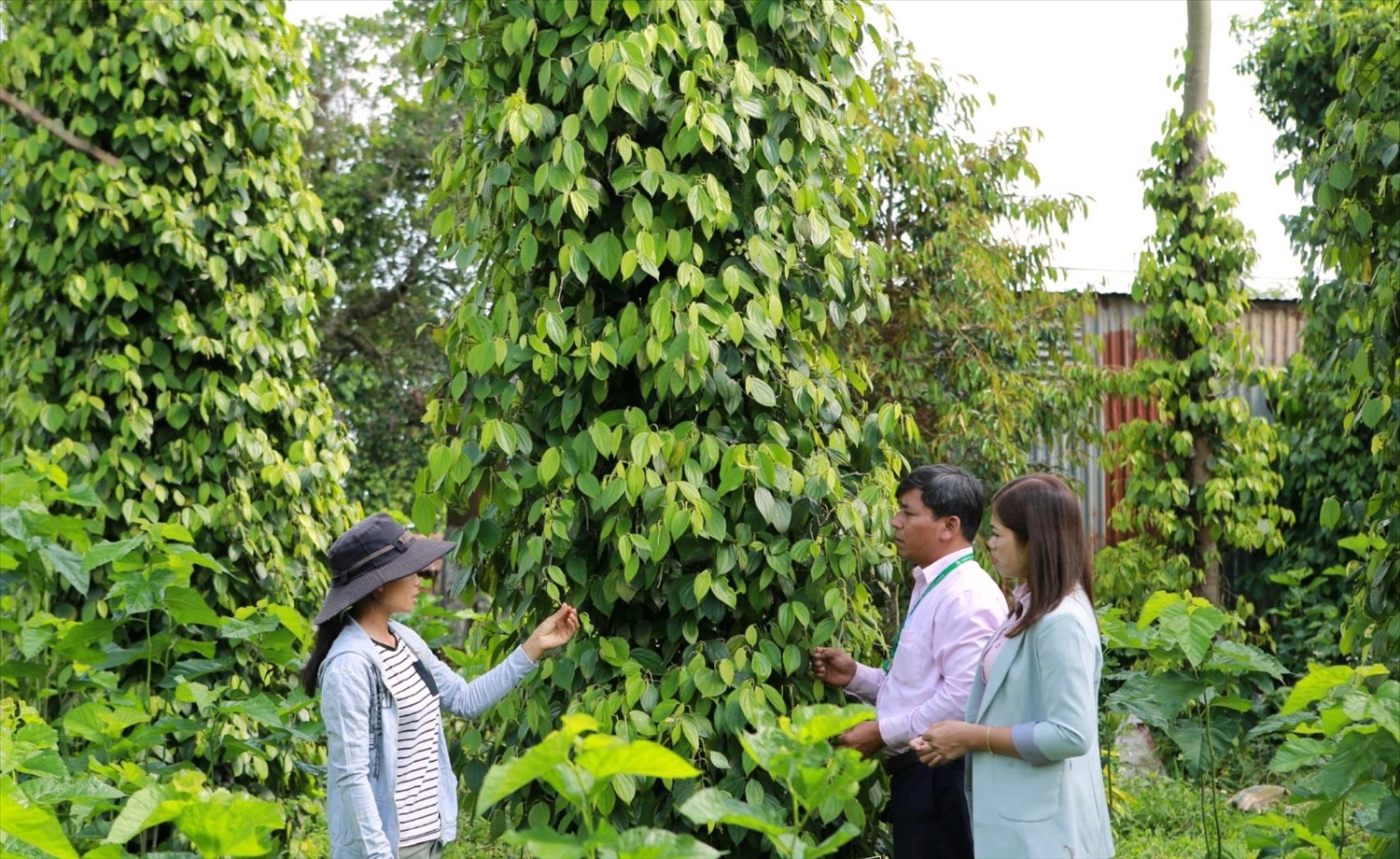 Cán bộ Phòng Giao dịch NHCSXH huyện Đắk Glong (Đắk Nông) kiểm tra mô hình vay vốn, sử dụng vốn vay của người dân