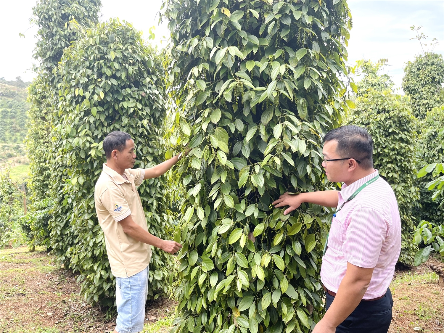 Nhờ vốn vay ưu đãi từ NHCSXH, gia đình anh Nguyễn Văn Minh ở thôn 1, xã Trường Xuân, huyện Đắk Song có thêm điều kiện mở rộng sản xuất cây tiêu, cà phê, mang lại hiệu quả kinh tế cao.