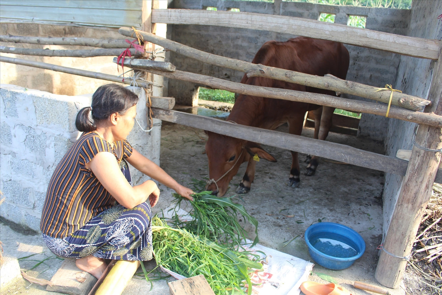 Bà Ma Thị Quý (xóm Làng Giai, xã La Hiên, huyện Võ Nhai, tỉnh Thái Nguyên) là một trong những hộ được nhận hỗ trợ bò từ Chương trình MTQG giảm nghèo bền vững