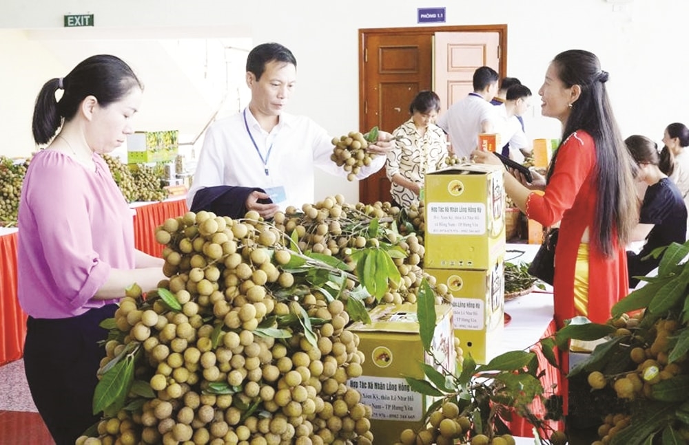 Nhãn lồng Hưng Yên được xếp hạng 13/50 trái cây nổi tiếng của Việt Nam (Ảnh: Bảo Ban).