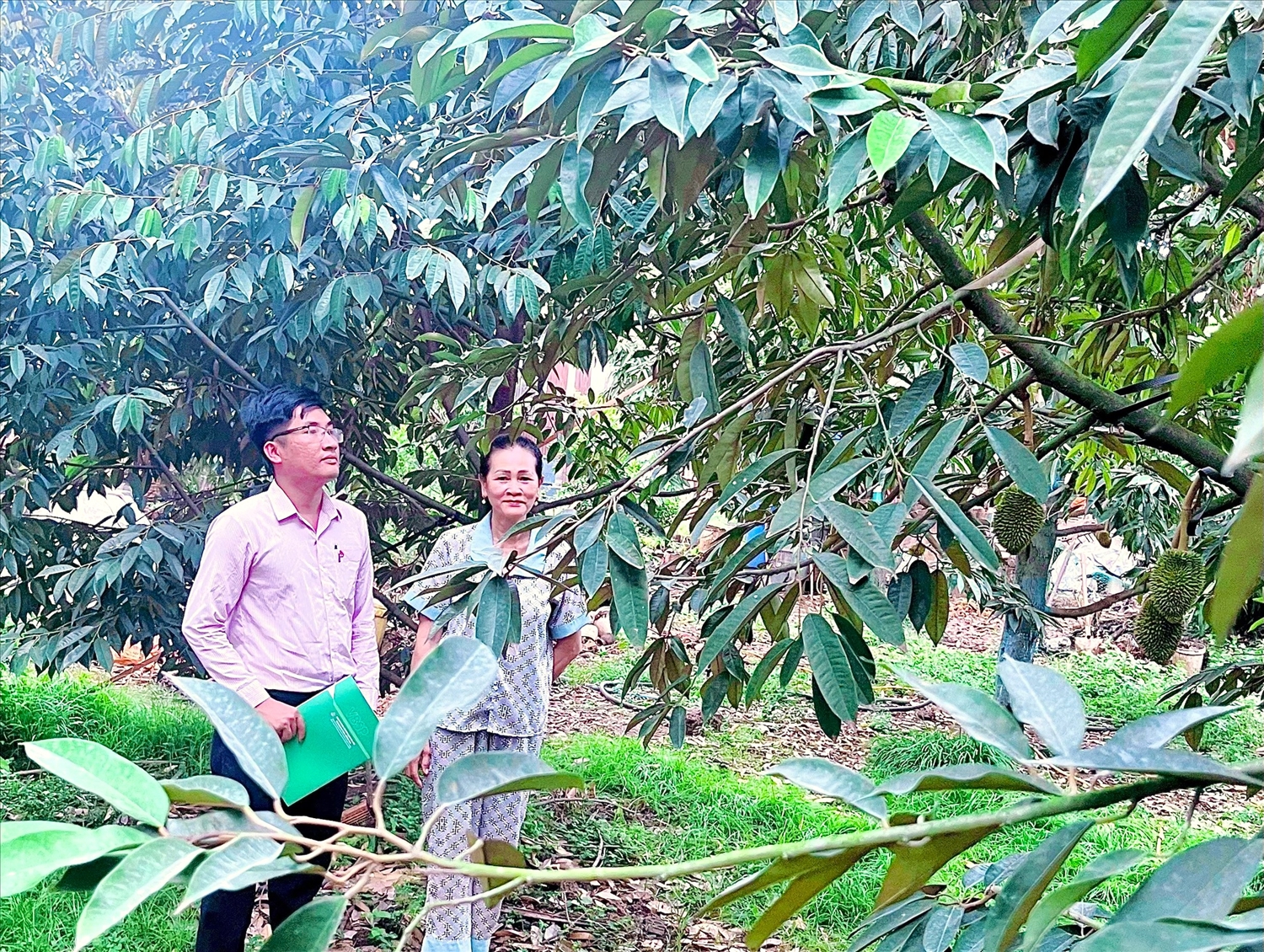 Cán bộ NHCSXH huyện kiểm tra sử dụng vốn Mô hình trồng sầu riêng của hộ vayVõ Thị Thu Cúc, ấp 5, xã Trà Cổ, huyện Tân Phú (Đồng Nai).