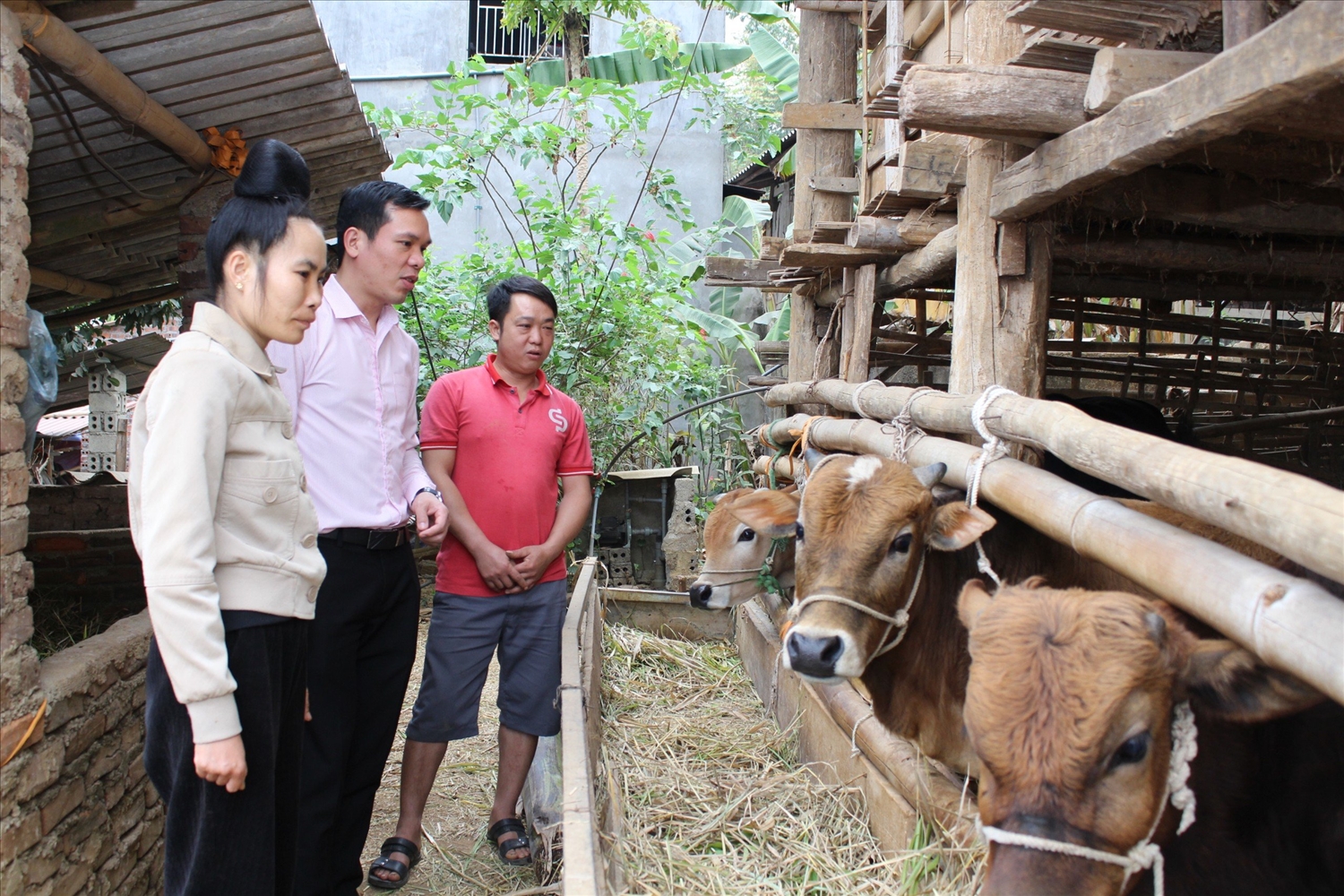 Gia đình anh Lường Văn Thường, bản Bỉa, xã Phổng Lăng, huyện Thuận Châu phát triển chăn nuôi nhờ nguồn vốn giải quyết việc làm từ Ngân hàng CSXH.