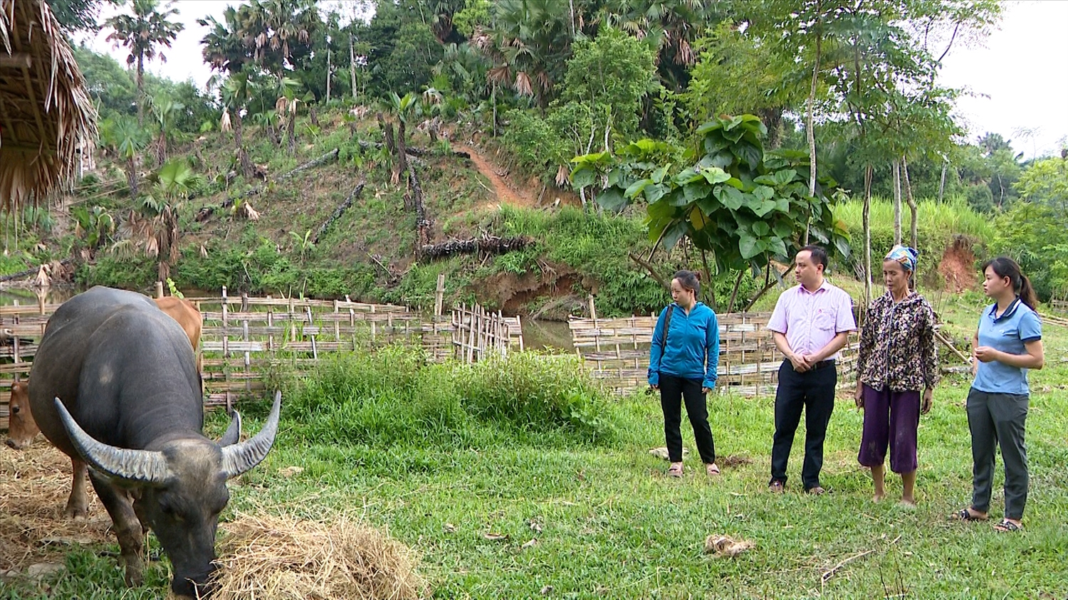 Hộ Ma Thị Quyển ở thôn Nà Nghè, xã Hồng Quang, huyện Lâm Bình vay 50 triệu đồng từ chương trình hộ nghèo để đầu tư mua 1 con trâu và 1 con bò